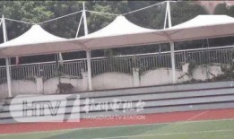 杭州野猪最新爆料一头,神秘生物现身，揭秘野猪世界！